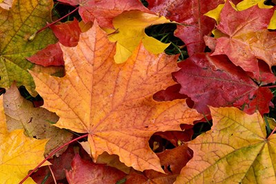 Fall Leaf Collection Begins on October 20, 2025