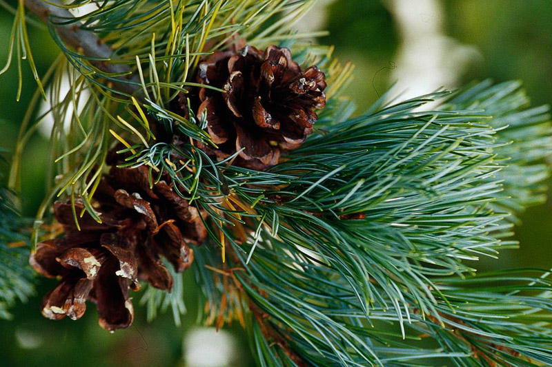 Pine Cone 2