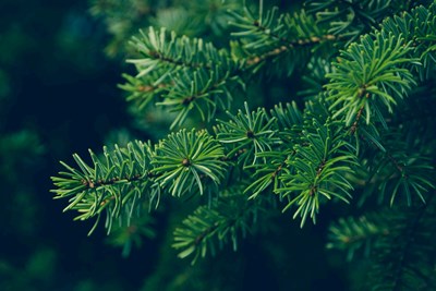 Holiday Tree Pick-Up & Recycling