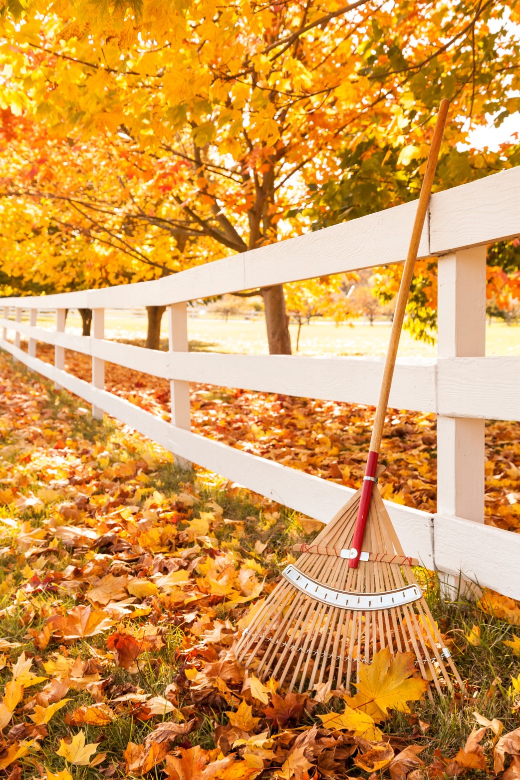 Fall Leaf Collection Begins on Monday, October 19, 2026